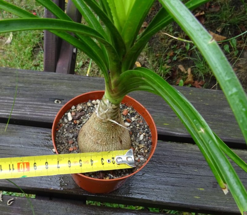 Nolina recurvata 100-průměr 5cm.jpg